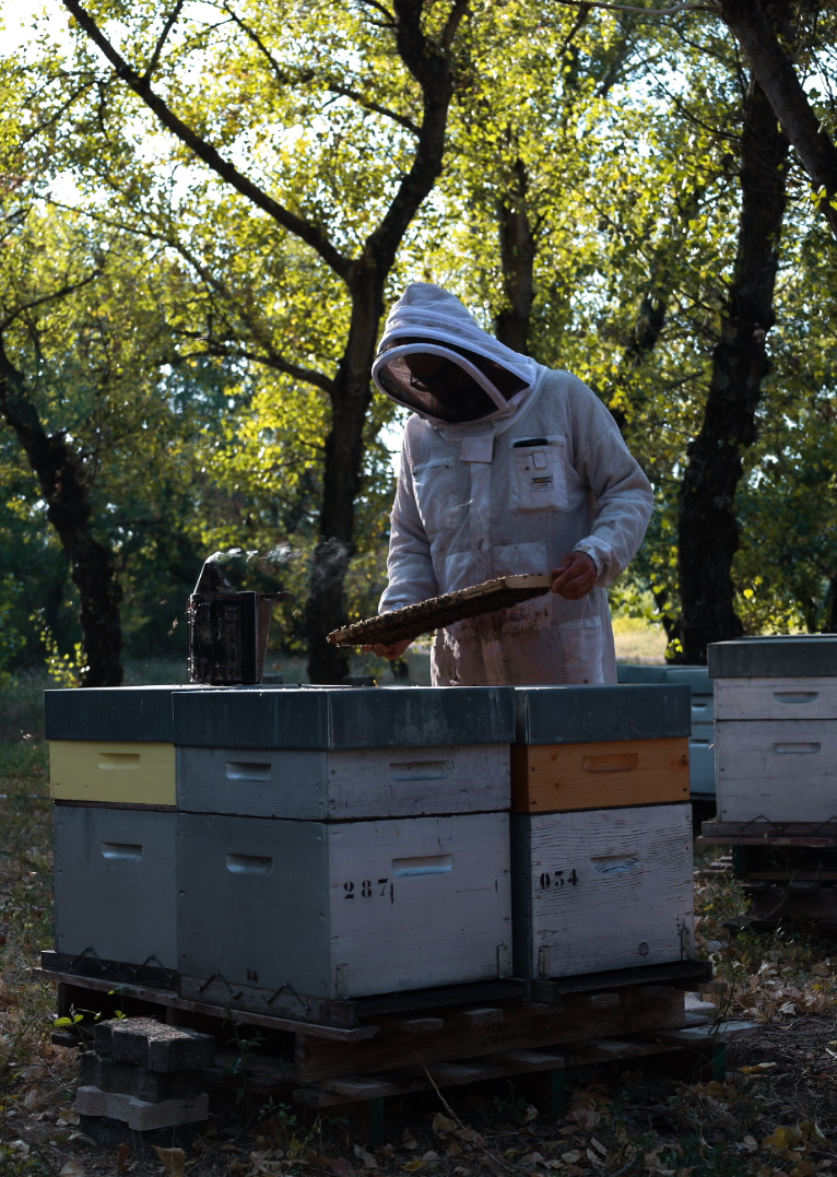 Photo des ruches Bourg Apiculture