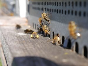 abeille sur la planche d'envol d'une ruche